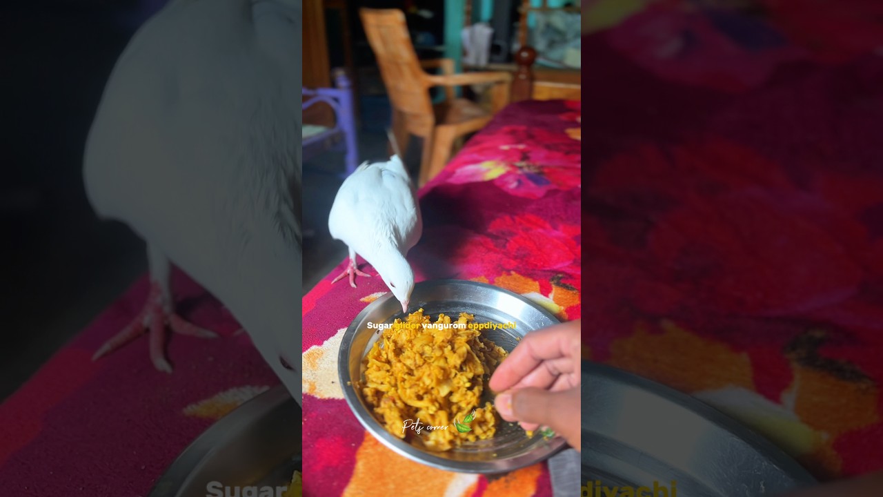 Sugar glider க்க ⁉️Ivlo கஷ்டம் படனுமா🎯🤕