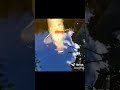 Koi fish sucking on pacifier #koi #funny #memes