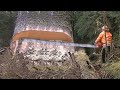Dangerous fastest cutting huge tree skills with chainsaw incredible tree felling compilation
