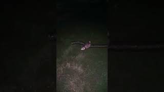 Funny ferret snake in the grass