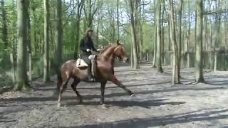 Очень способный конь. Talented horse