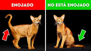 ¿Cómo dicen los gatos te quiero?