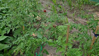 Small Garden UpdateHOW TOCaring for tomato plants, staking and removing suckers and blooms