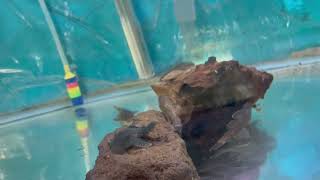 Plecostomus: Blue Phantom (Hemiancistrus L128)