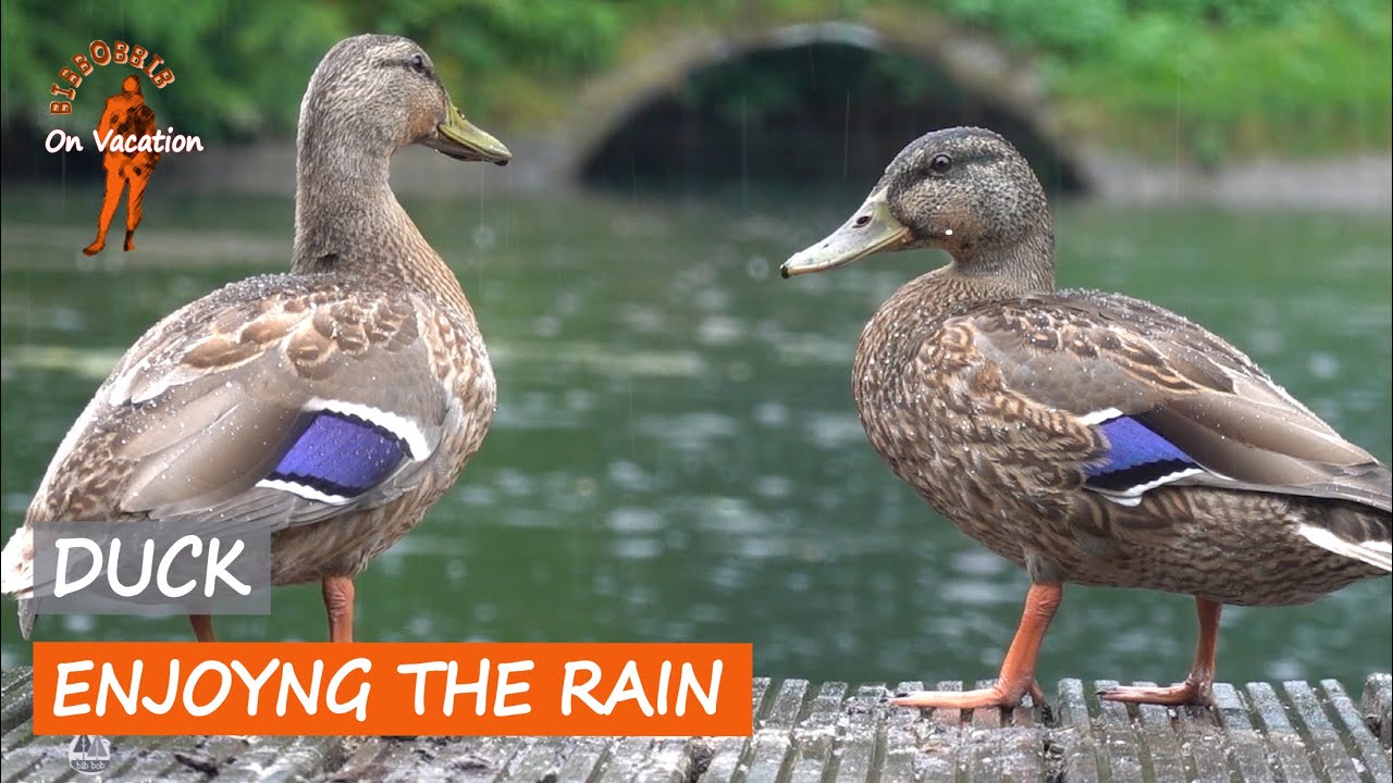 cute duck duo in a rain rain sounds mallard ducks cute birds