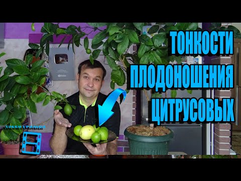 Video: Cepljenje Notranje Limone, Mandarine In Drugih Citrusov. Mojstrski Tečaj. Dober Nasvet. Video