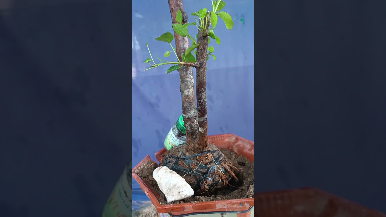 ms159, đã chốt)),,,150k cây sơ ry núi trực văn nhân Ae ưng ý Lh Zalo 0933083024