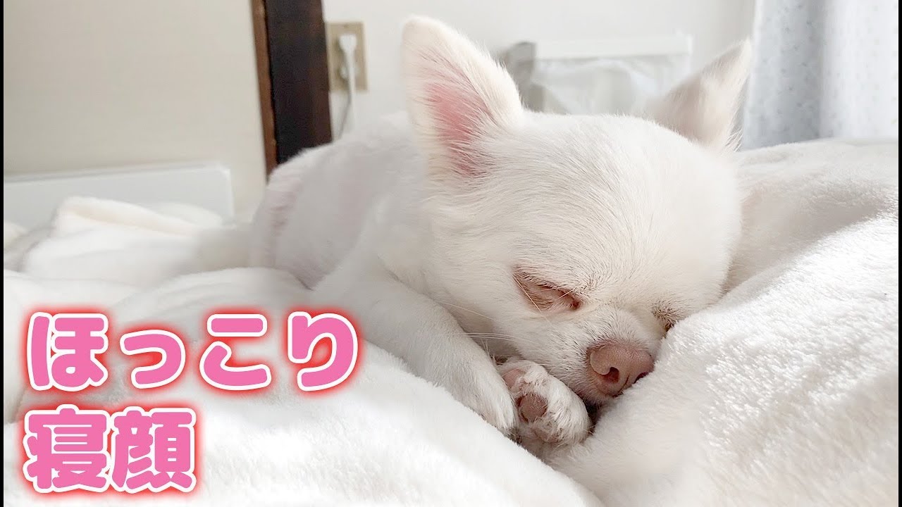 ホッコリする犬の可愛い天使の寝顔 チワワのコハク Youtube ホッコリする犬の可愛い天使の寝顔 チワワのコハク Youtube