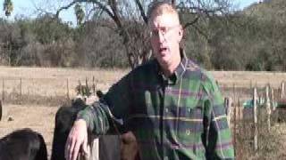 Beef Cattle Body Condition Scoring Part 2