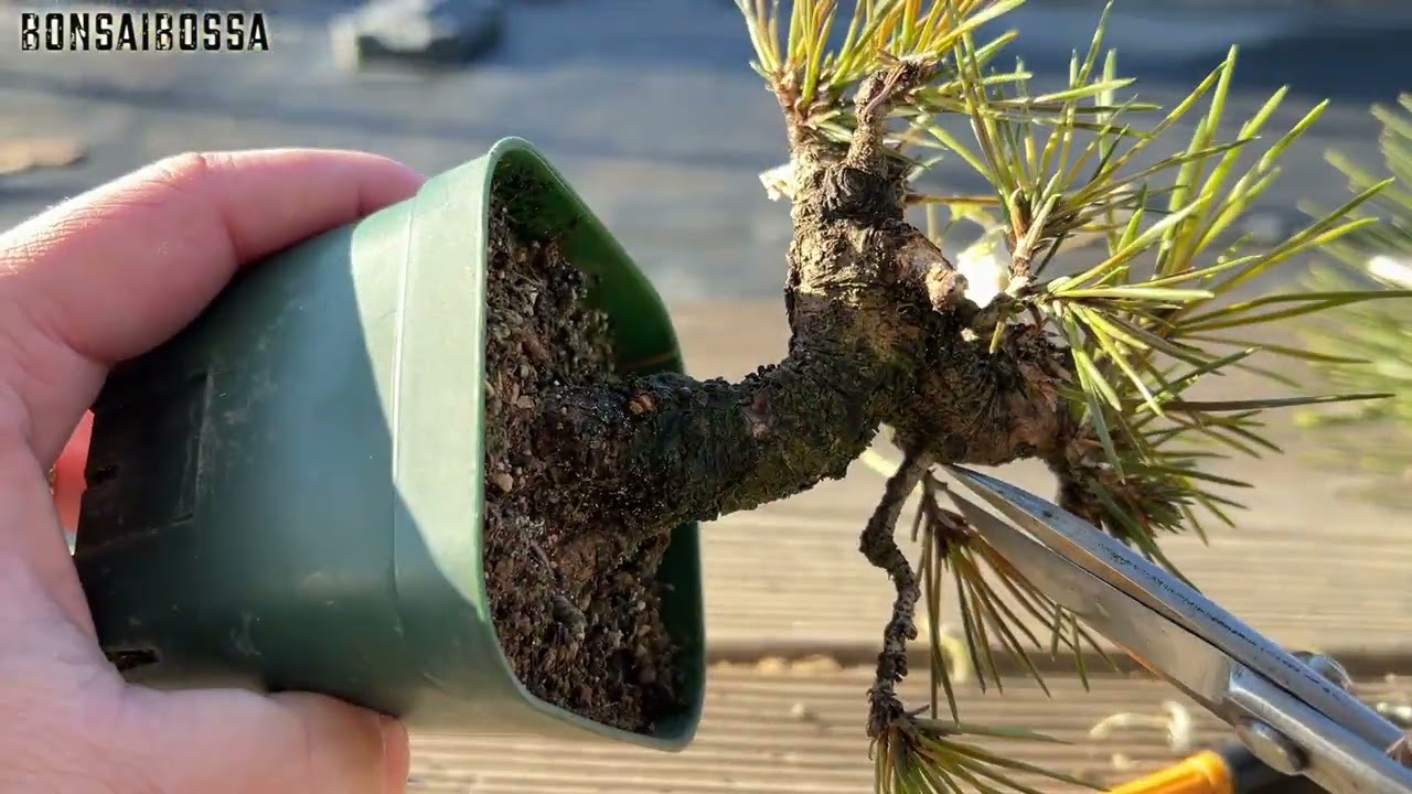 KRM] Miniaturizing black pine #bonsai - YouTube