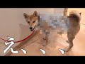 飼い主お手製レインコート【柴犬だんご】着る？着ない？