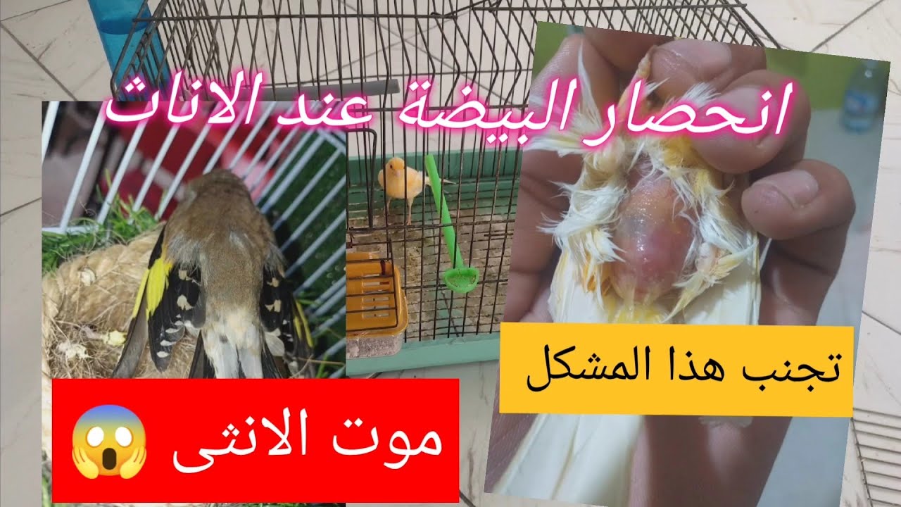 انحصار البيضة عند الاناث ... الاسباب و كيف نتعامل مع هذا المشكل 💪