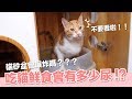 吃鮮食會貓尿爆炸！全鮮食的貓一天會有多少貓砂球？【好味貓日常】EP44