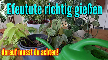 Wie oft Epipremnum Gießen?