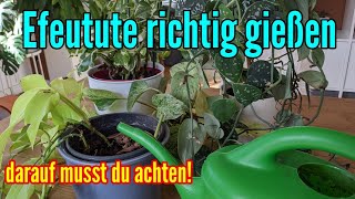 boobie kaktus kaufen Boobie Cactus -Myrtillocactus geometrizans fukurokuryuzinboku 5 Gal main image 0