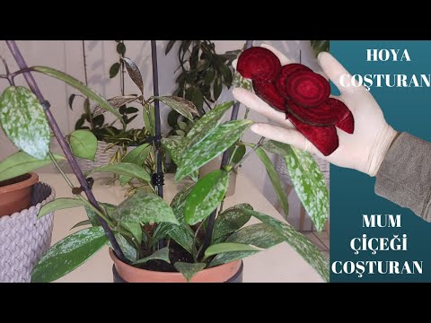 Video: Mandevilla Plantepleie - Hvordan overvintre Mandevilla-planter