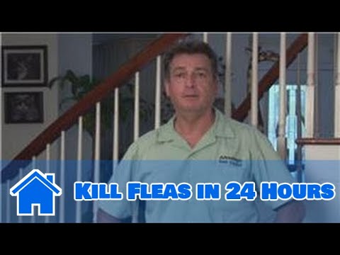 Home Pest Control : How To Kill Fleas In 24 Hours