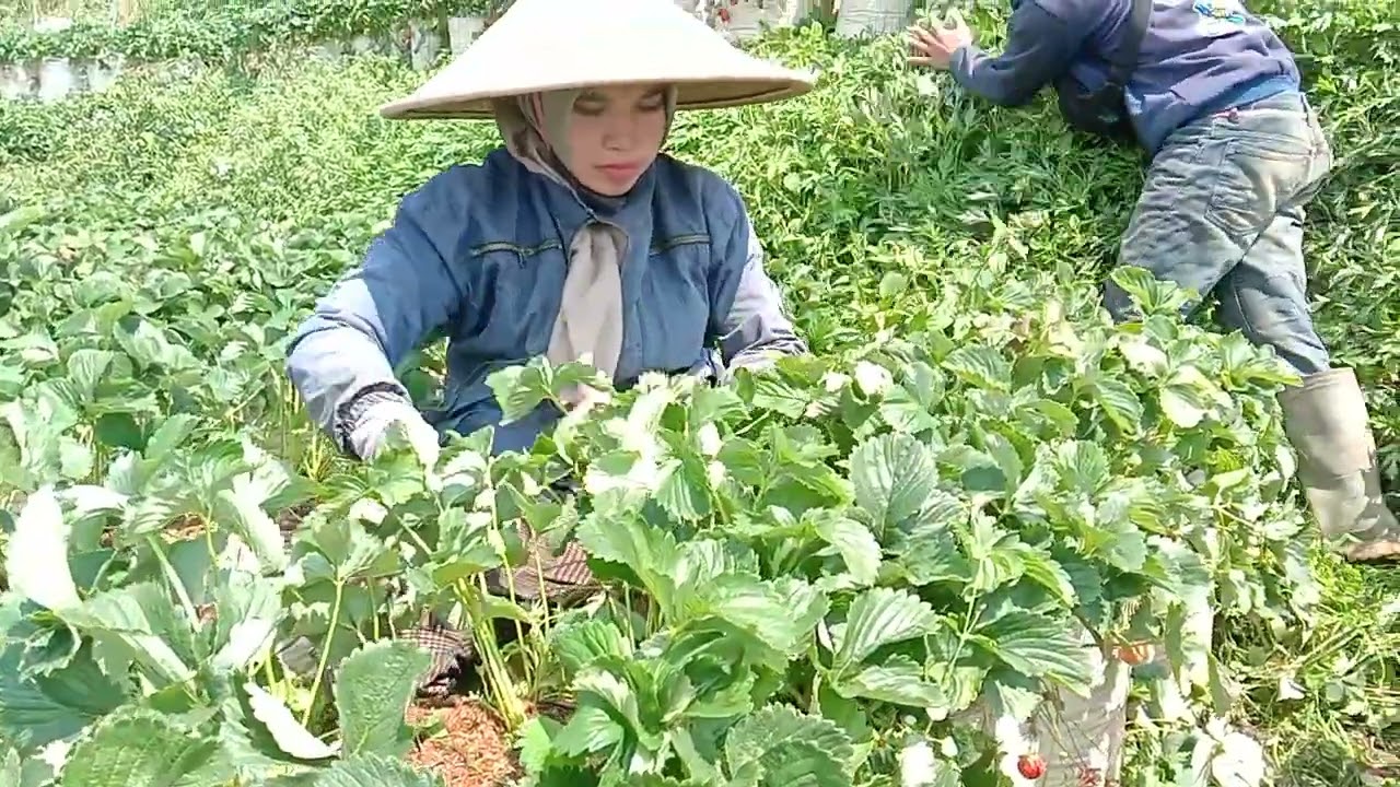 SATU ORANG PETANI STROBERI,BISA MENGGARAP BERAPA KARUNG POLIBAG..?