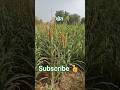 far #farmar #farming #बाजरे
