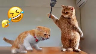 Best Cats and Dogs Videos  Funny Animal Moments # 18