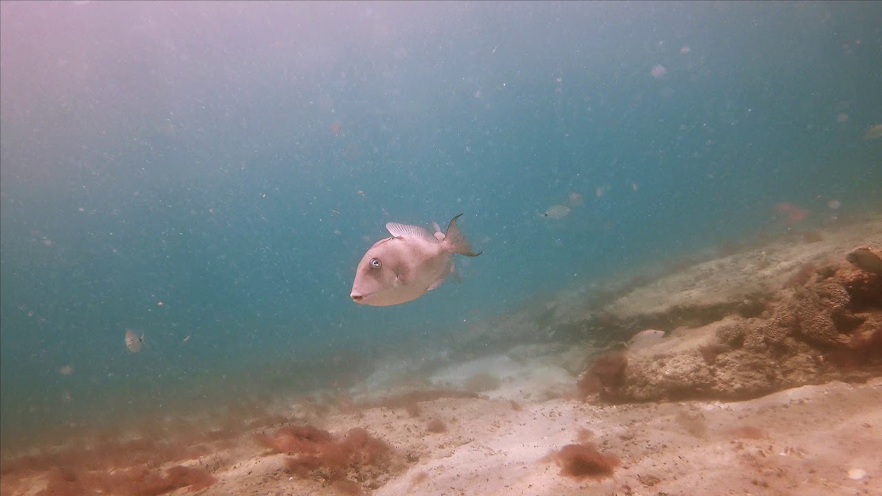 Deerfield beach first reef YouTube