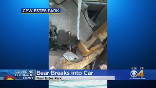 Wildlife Officers Show Damage From Bear Trapped Inside Car