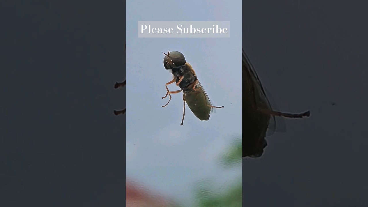 WHAT IS THIS INSECT IN OUR CAR WINDSHIELD