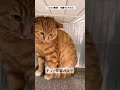 前回ノラ猫ねぇね TikTok100万超再生‼︎沢山のコメントありがとうございました!【short】