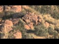The Unique Klipspringer - Sanbona
