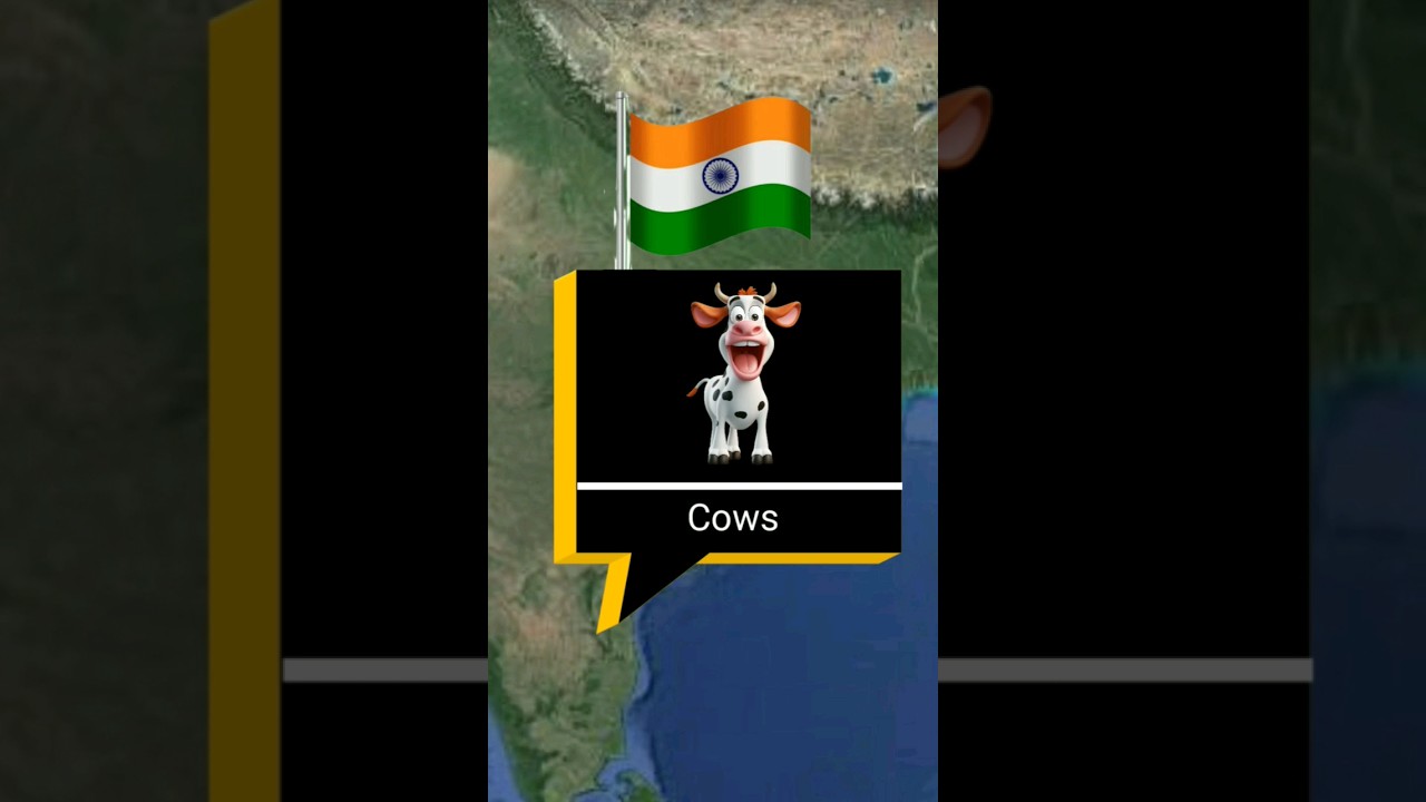 Holy Animals From different countries