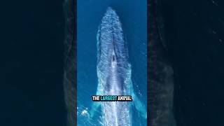 Blue Whales Have Hearts the Size of a Car 😳 #shorts #animalfacts #ocean