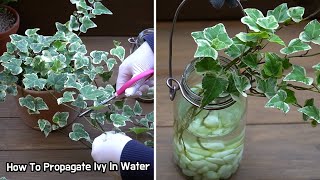 식물 아이비 수경재배로 쉽게 번식시키기 (How To Propagate Ivy In Water, セイヨウキヅタ アイビーの増やし方と水栽培)