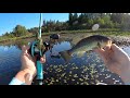 Bass challenge day turns into double digit fish!
