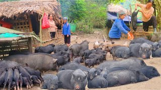 Castrate wild boars,Give away breeding pigs , continue taking care of wild pigs and chickens