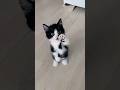 Adorable Little Kitten 😺 Lovely Cute Video Compilation with Little Cats 💕 #Kitten #SuperCute #Lovely