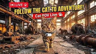 Curious Cat POV Cam Exploring Streets and Corners Live