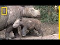 Sumatran Rhinos Are Nearly Gone—New Plan Launched to Save Them | National Geographic