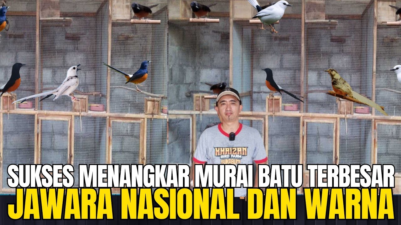 KISAH SUKSES PETERNAK BURUNG MURAI BATU JAWARA NASIONAL DAN WARNA TERBESAR DI SUKABUMI ! KHAIZAN BF