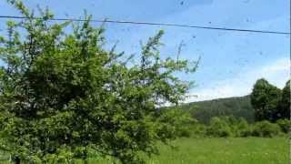 Rojivo Leto 2011 - Branko Obranovič Kočevje