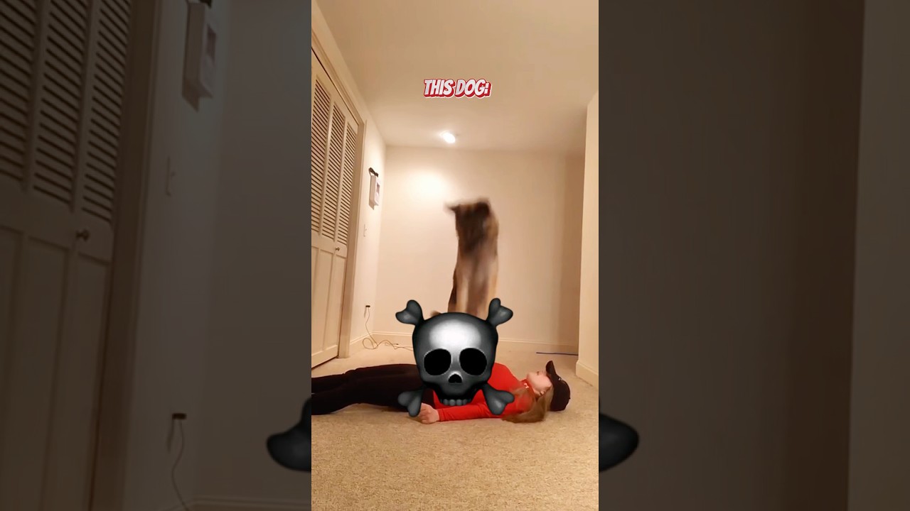 Dogs Protecting Owners vs This Dog☠️ 