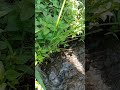 Relaxing music Water Sounds #nature #relaxing #watersounds #shorts