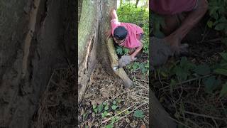 Wow, I found a jungle fowl nesting under a very large tree #shortvideo #nature