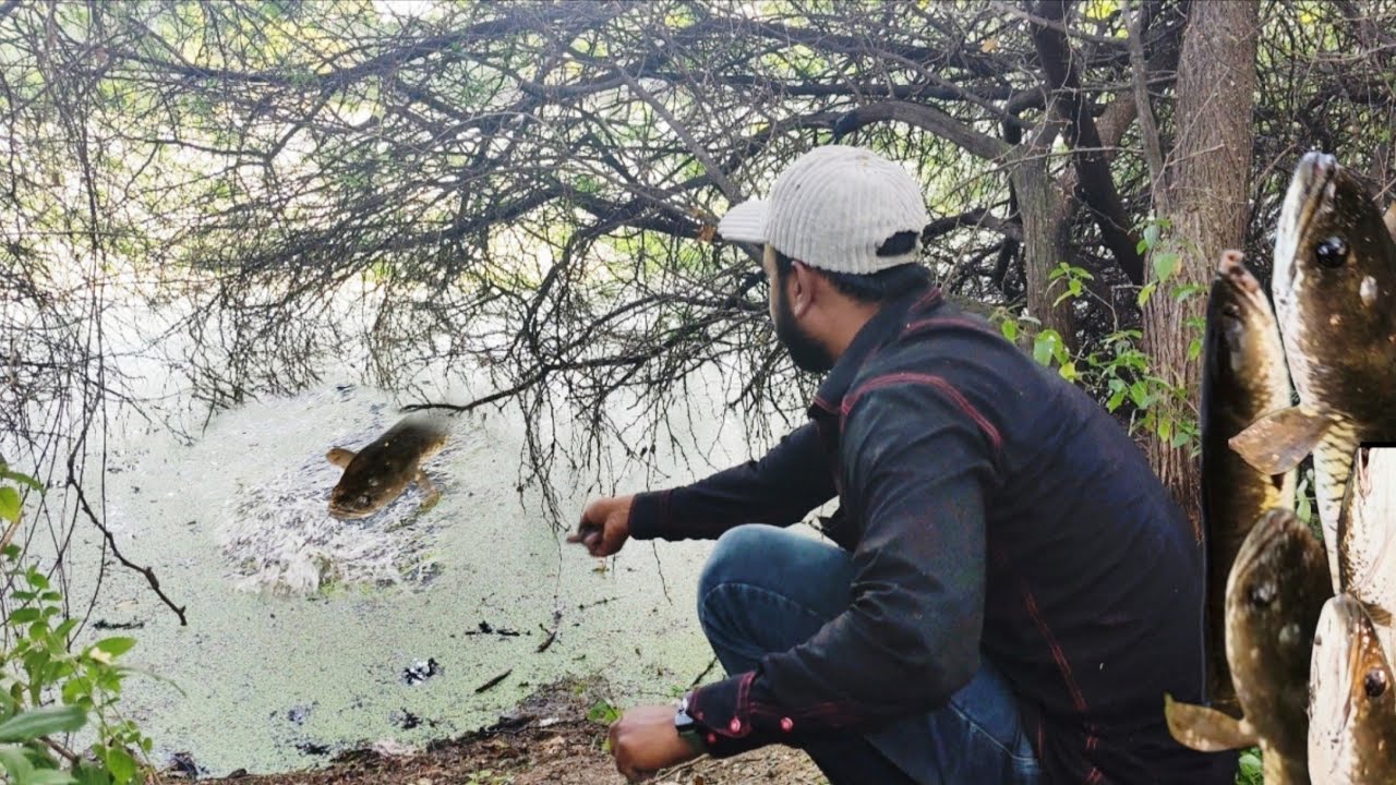 Green water #single hook एक हुक machhali ka shikar Altaf fishing - YouTube