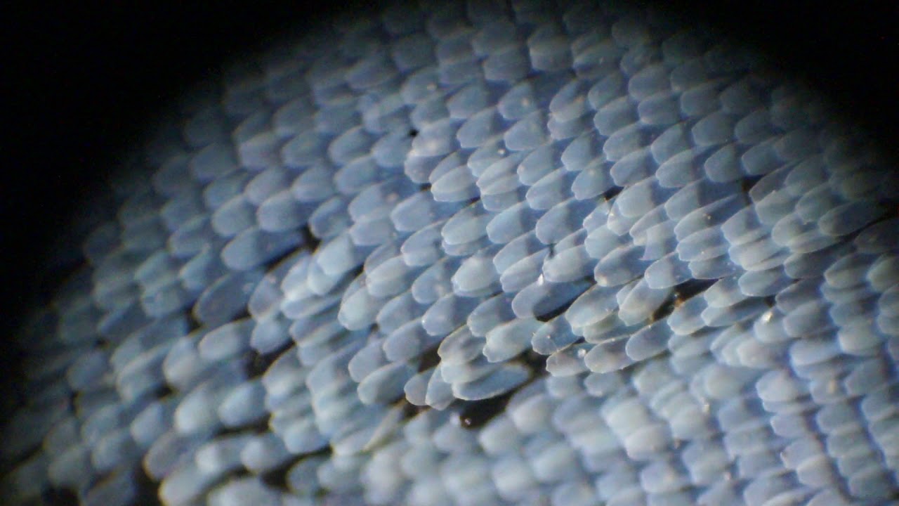 Оборудования для исследования строения крыла бабочки. Крыло бабочки под микроскопом. Чешуйки бабочки под микроскопом. Строение крыла бабочки под микроскопом. Яйца бабочек под микроскопом.