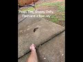 Critter feeding time 😀 #critterfeeder #chipmunk #handfeeding #wildlife #nature #animals