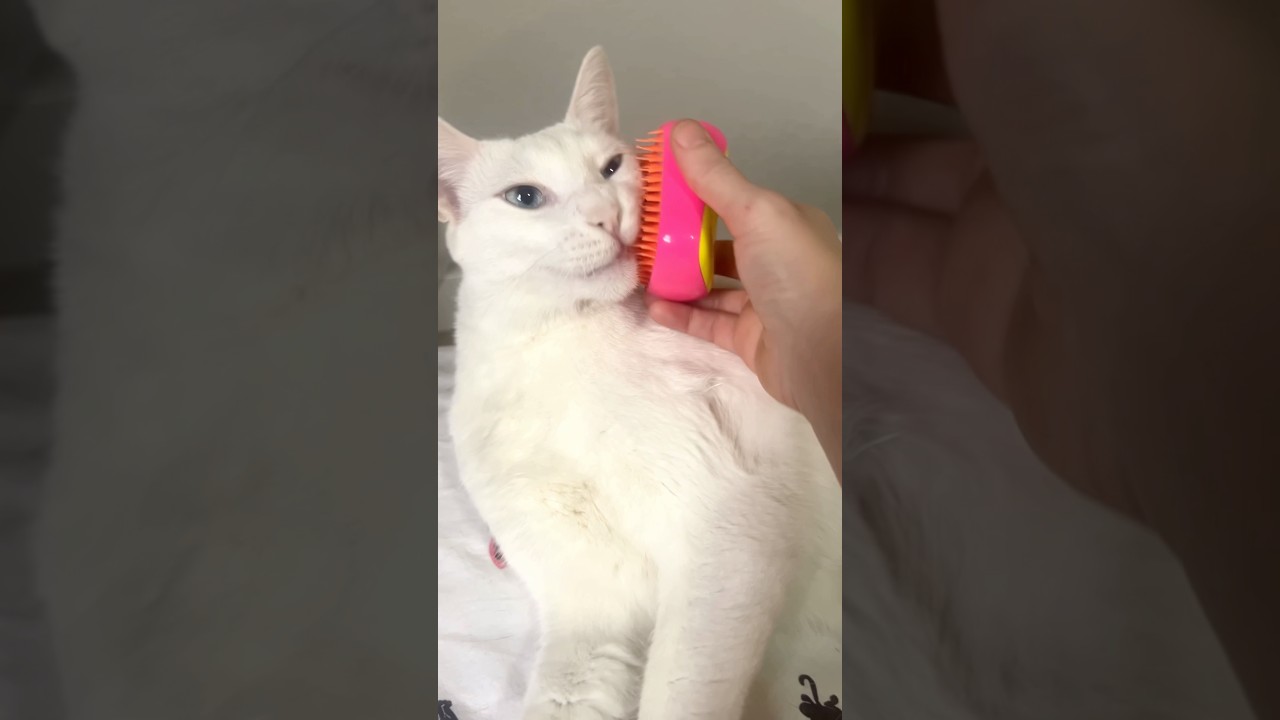 Cure For an Itchy Cat Face