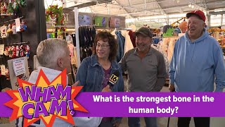What Is The Strongest Bone In The Human Body? Wham Cam