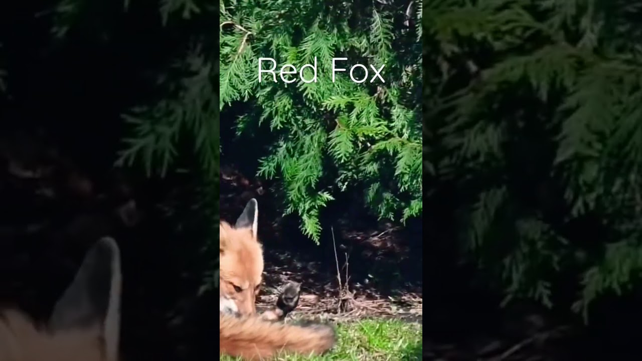 Red Fox 