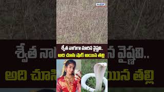 శ్వేత నాగుల మారిన వైష్ణవి ...చూసి షాక్ అయిన తల్లి | Korutla Vaishnavi Turns Into White Snake |