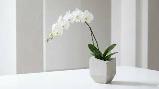 White Orchid in Concrete Pot | 4K Samsung Frame TV Art | Painting Screensaver for TV |  Sound screenshot 1